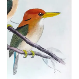 Yellow-billed Kingfisher by Roland Green – Birds of Australia Print