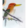 Yellow-billed Kingfisher (*Syma flavirostris*) – Original lithograph by Roland Green, Mathews (1910–27)
