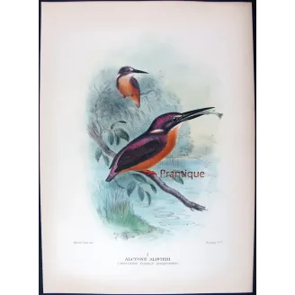 Western Purple Kingfisher by Roland Green – Birds of Australia Print
