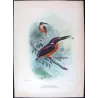 Western Purple Kingfisher (*Alcyone alisteri*) – Original lithograph by Roland Green, Mathews (1910–27)