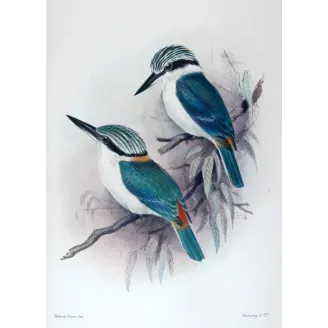 Red-backed Kingfisher by Roland Green – Birds of Australia Print