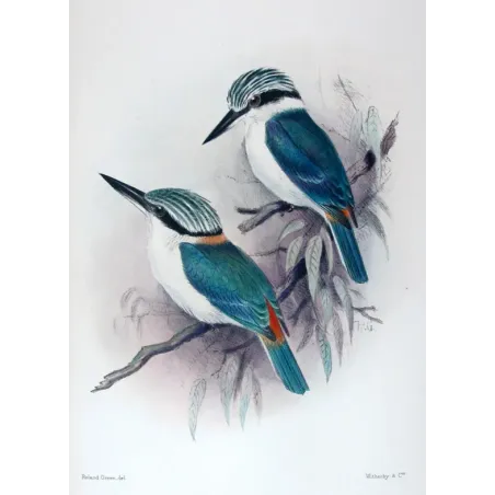 Red-backed Kingfisher by Roland Green – Birds of Australia Print