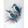 Red-backed Kingfisher (*Cyanalcyon pyrrhopygus*) – Original lithograph by Roland Green, Mathews (1910–27)