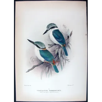 Red-backed Kingfisher by Roland Green – Birds of Australia Print