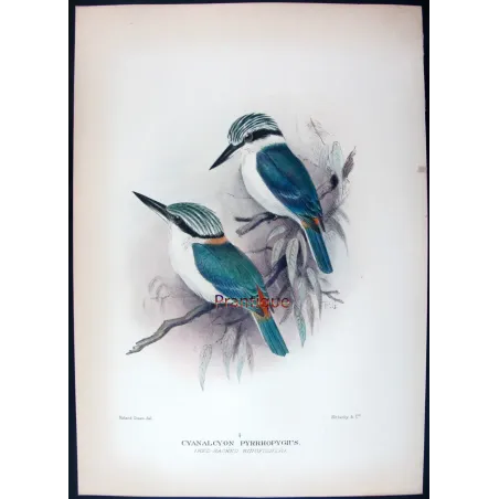 Red-backed Kingfisher by Roland Green – Birds of Australia Print