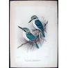 Red-backed Kingfisher (*Cyanalcyon pyrrhopygus*) – Original lithograph by Roland Green, Mathews (1910–27)