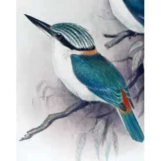 Red-backed Kingfisher by Roland Green – Birds of Australia Print