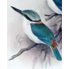 Red-backed Kingfisher (*Cyanalcyon pyrrhopygus*) – Original lithograph by Roland Green, Mathews (1910–27)