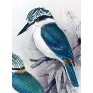 Red-backed Kingfisher by Roland Green – Birds of Australia Print