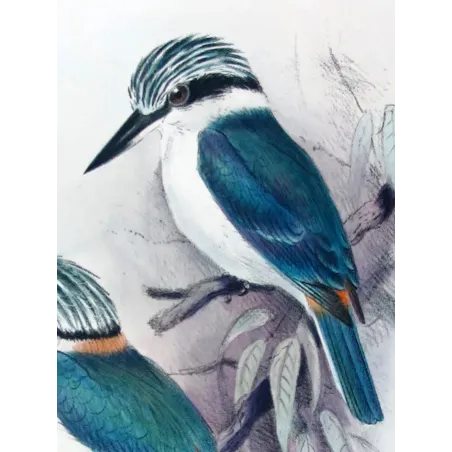 Red-backed Kingfisher by Roland Green – Birds of Australia Print