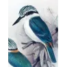Red-backed Kingfisher (*Cyanalcyon pyrrhopygus*) – Original lithograph by Roland Green, Mathews (1910–27)