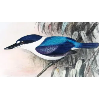 Forest Kingfisher by Roland Green – Birds of Australia Print