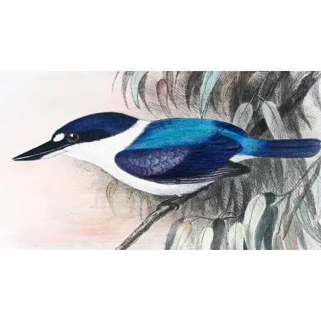 Forest Kingfisher by Roland Green – Birds of Australia Print