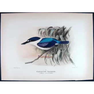 Forest Kingfisher by Roland Green – Birds of Australia Print