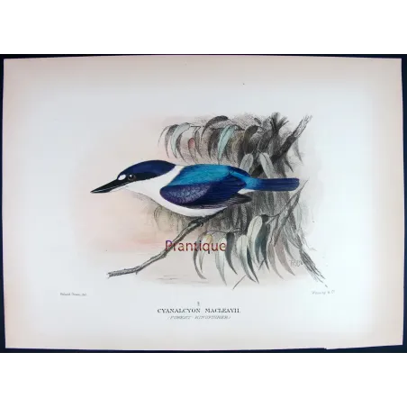 Forest Kingfisher by Roland Green – Birds of Australia Print