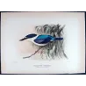 Forest Kingfisher (*Cyanalcyon macleayii*) – Original lithograph by Roland Green, Mathews (1910–27)