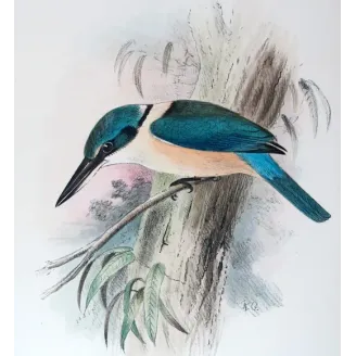 Sacred Kingfisher by Roland Green – Birds of Australia Print