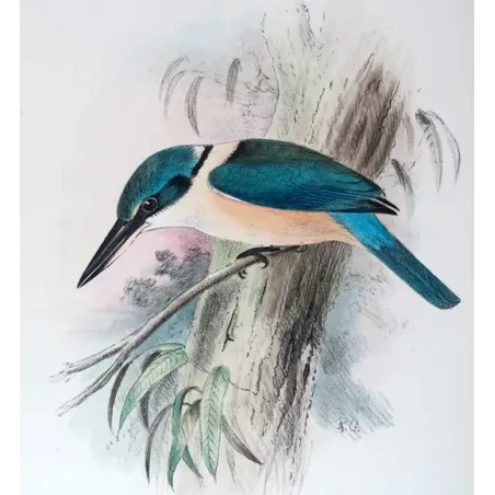 Sacred Kingfisher by Roland Green – Birds of Australia Print
