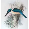 Sacred Kingfisher (*Sauropatis sancta*) – Original lithograph by Roland Green, Mathews (1910–27)