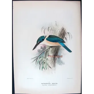 Sacred Kingfisher by Roland Green – Birds of Australia Print