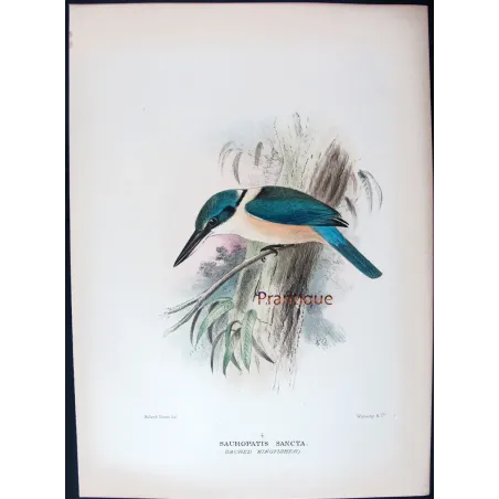 Sacred Kingfisher by Roland Green – Birds of Australia Print