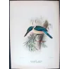 Sacred Kingfisher (*Sauropatis sancta*) – Original lithograph by Roland Green, Mathews (1910–27)
