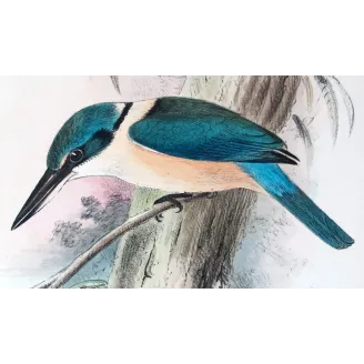Sacred Kingfisher by Roland Green – Birds of Australia Print
