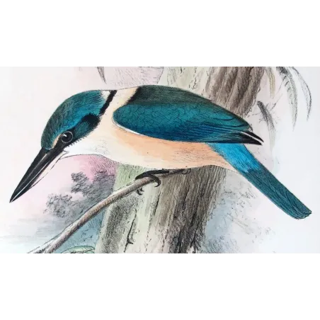 Sacred Kingfisher by Roland Green – Birds of Australia Print