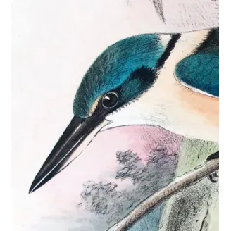 Sacred Kingfisher by Roland Green – Birds of Australia Print