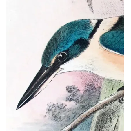 Sacred Kingfisher by Roland Green – Birds of Australia Print