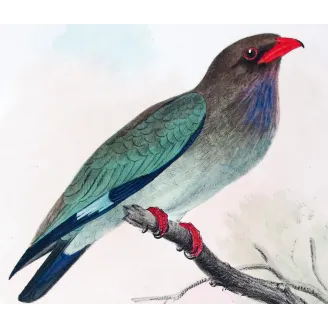 Australian Roller by Roland Green – Birds of Australia Print