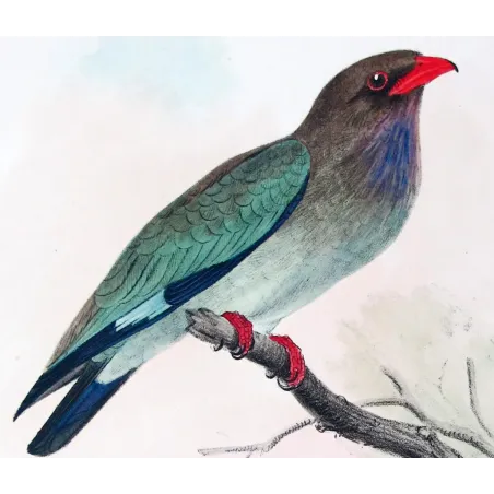 Australian Roller by Roland Green – Birds of Australia Print