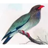 Australian Roller (*Eurystomus pacificus*) – Original lithograph by Roland Green, Mathews (1910–27)