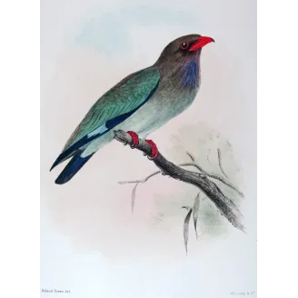 Australian Roller by Roland Green – Birds of Australia Print