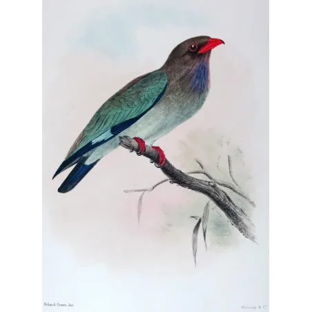 Australian Roller by Roland Green – Birds of Australia Print