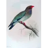 Australian Roller (*Eurystomus pacificus*) – Original lithograph by Roland Green, Mathews (1910–27)