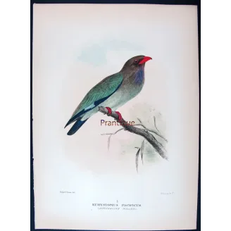 Australian Roller by Roland Green – Birds of Australia Print