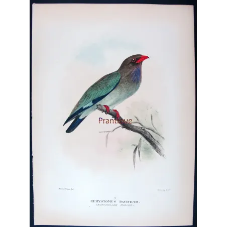 Australian Roller by Roland Green – Birds of Australia Print