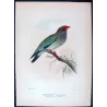 Australian Roller (*Eurystomus pacificus*) – Original lithograph by Roland Green, Mathews (1910–27)
