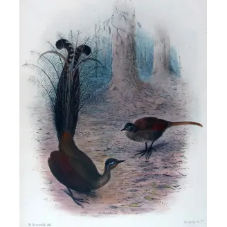 Victorian Lyre-bird by Henrik Grønvold – Birds of Australia Print