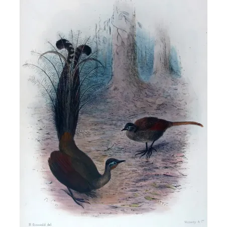 Victorian Lyre-bird by Henrik Grønvold – Birds of Australia Print