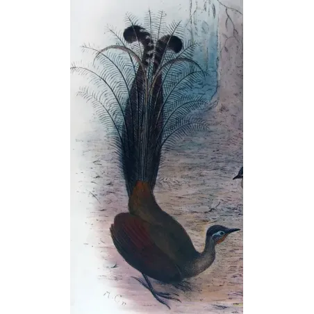 Victorian Lyre-bird by Henrik Grønvold – Birds of Australia Print