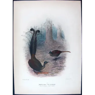 Victorian Lyre-bird by Henrik Grønvold – Birds of Australia Print