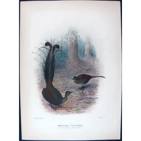 Victorian Lyre-bird by Henrik Grønvold – Birds of Australia Print