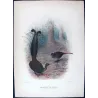 Victorian Lyre-bird (*Menura victoriae*) – Original lithograph by Henrik Grønvold, Mathews (1910–27)