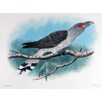 Channel-bill by H. Goodchild – Birds of Australia