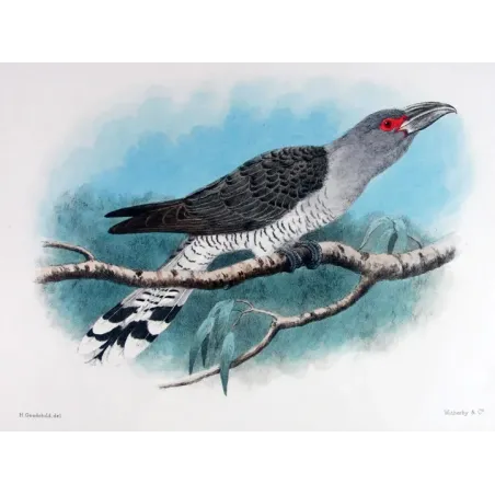 Channel-bill by H. Goodchild – Birds of Australia