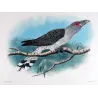 Channel-bill (*Scythrops Novaehollandiae*) – Original lithograph by H. Goodchild, Mathews (1910–27)
