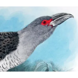 Channel-bill by H. Goodchild – Birds of Australia
