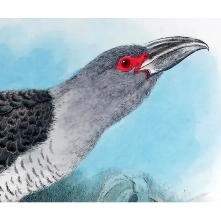 Channel-bill by H. Goodchild – Birds of Australia